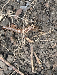 Lithobiomorpha