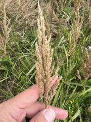 Phalaris arundinacea