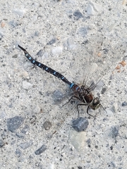 Aeshna tuberculifera