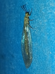 Myrmeleon