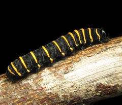 Methona themisto
