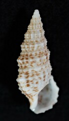 Cerithium atratum