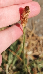 Plantago lanceolata