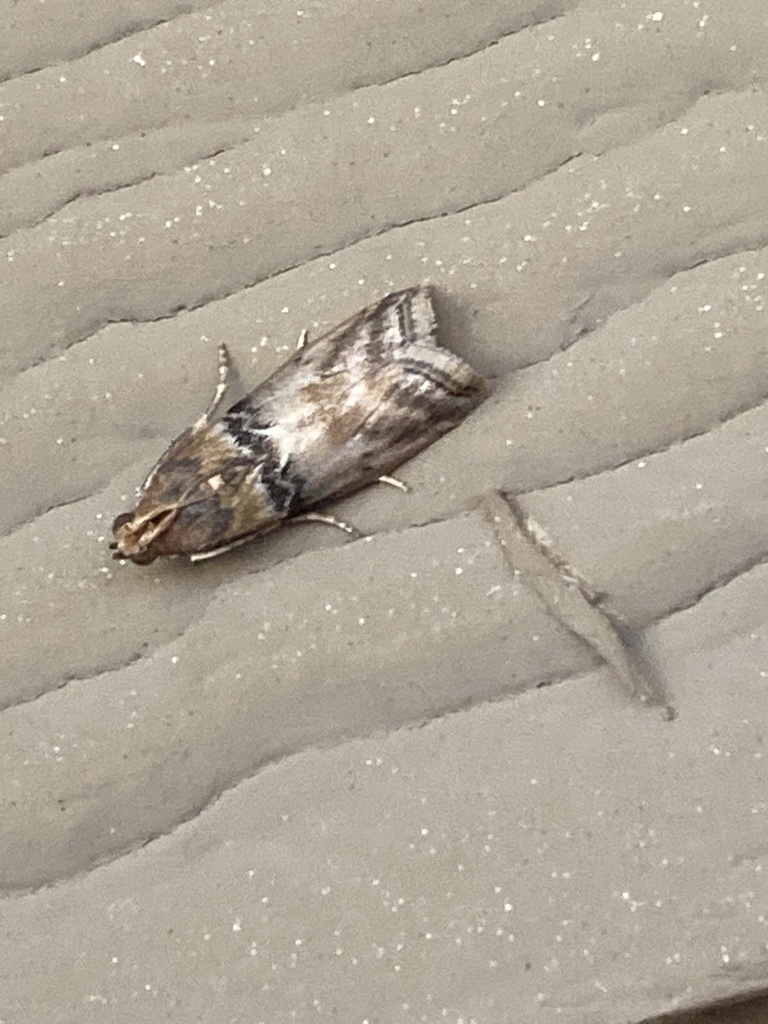 Poplar bud borer moth