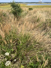 Phalaris arundinacea