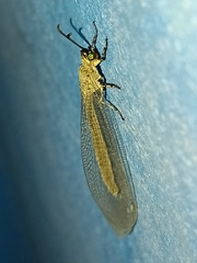 Myrmeleon