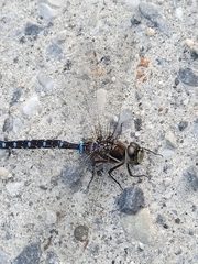 Aeshna tuberculifera