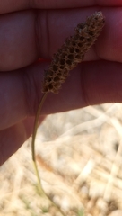 Plantago lanceolata