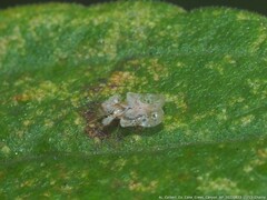 Corythucha marmorata