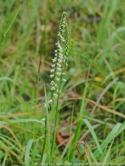Spiranthes lacera gracilis