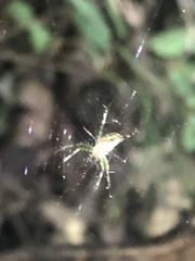 Mangora