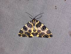 Pantherodes pardalaria