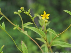 Helianthus microcephalus