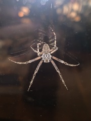 Larinioides sclopetarius