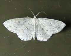 Cyclophora pendulinaria
