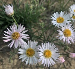 Erigeron caespitosus