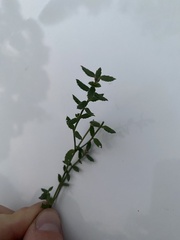 Gonocarpus tetragynus