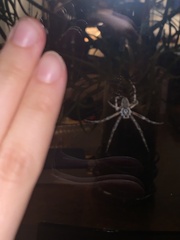 Larinioides sclopetarius