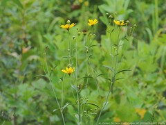 Coreopsis tripteris