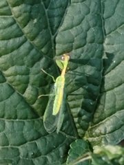 Zeugomantispa minuta