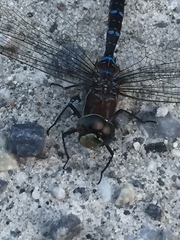 Aeshna tuberculifera