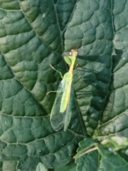 Zeugomantispa minuta