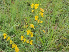 Chamaecrista fasciculata