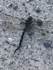 Aeshna tuberculifera