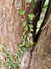 Pyrrosia