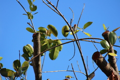 Paroaria capitata