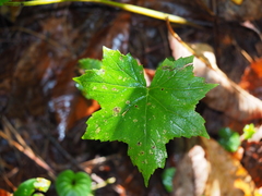 Hydrophyllum canadense