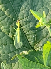 Zeugomantispa minuta