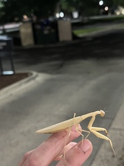 Mantis religiosa