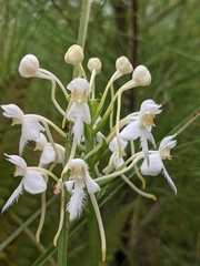 Platanthera blephariglottis
