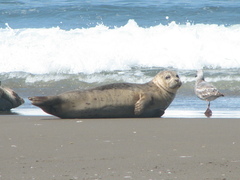 Phoca vitulina richardii