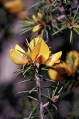 Pultenaea acerosa