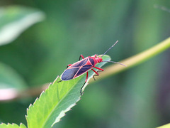 Dysdercus suturellus