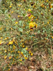 Bossiaea rhombifolia