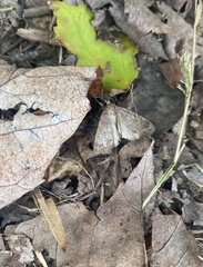Noctuoidea