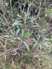 Nerium oleander
