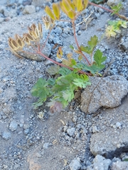 Lomatium