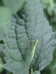 Zeugomantispa minuta