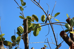 Paroaria capitata