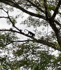 Alouatta palliata