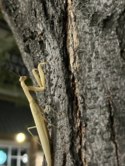 Mantis religiosa