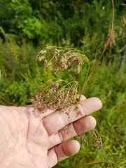 Scirpus pedicellatus
