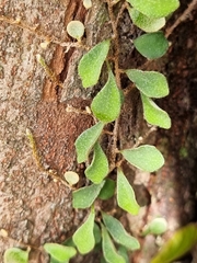 Pyrrosia