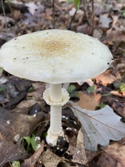 Amanita muscaria guessowii