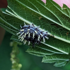 Polygonia comma