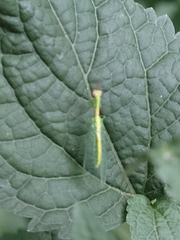 Zeugomantispa minuta